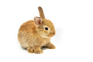 Funny bunny or baby rabbit brown fur and long ears is sitting on white background use as for Easter Day.