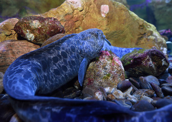 Wolf Eel fish with long tail lying on the bottom of an aquarium