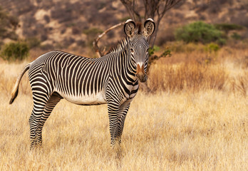 Grevy's Grévy's zebra,  Equus grevyi, with  black and white stripes in dusty dry scrub. Samburu National Reserve, Kenya, Africa. Endangered species seen on African safari