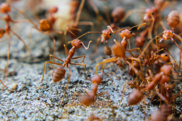 Red imported fire ant,Action of fire ant