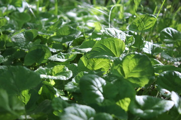 green leaves of plant