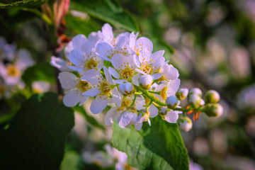 Blossoming branches of white bird cherry on a blurred background. Abundant flowering of European bird cherry.