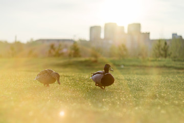 a couple of ducks walking through the grass, beautiful sunlight. 