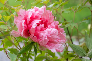 Paeonia suffruticosa Jeanne d Arc