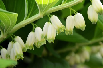 Fototapeta premium Delicate flowers of solomon's seal in the garden in the spring closeup
