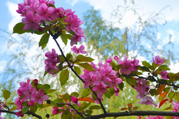 Sakura flowers. Garden, bloom, pink flowers on blue sky background