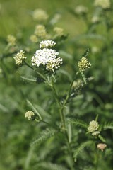 Yarrow (Achillea millefolium)