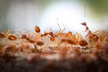 Red imported fire ant,Action of fire ant