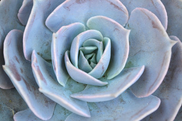 Succulent blue rosette flower pattern closeup background