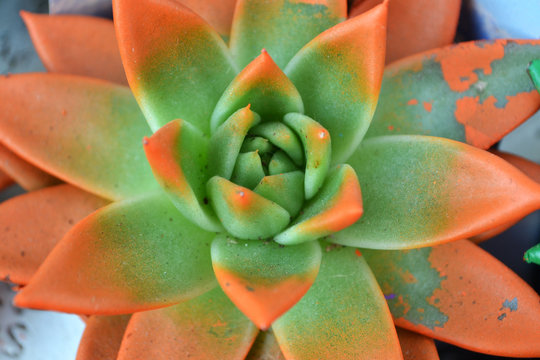 Color close up photo of green succulent with orange paint rays