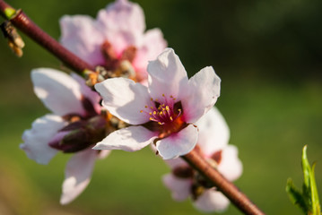 Fototapeta premium Beautiful cherry flowers. Sakura