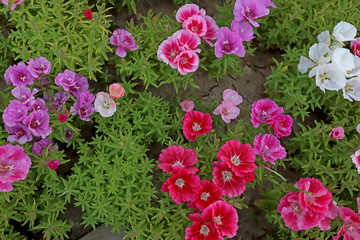 Azalea Flower ; godetia