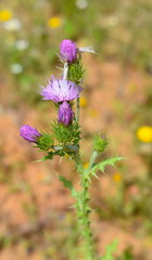 Cirsium Vulgare Background
