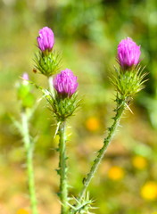 Cirsium Vulgare background 