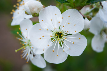 Obraz premium Beautiful cherry flowers. Sakura