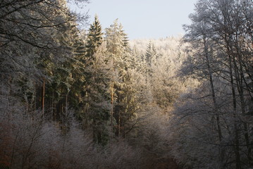 Bäume mit Frost im Winter