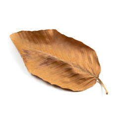 Fototapeta na wymiar Dry Leaf Isolated