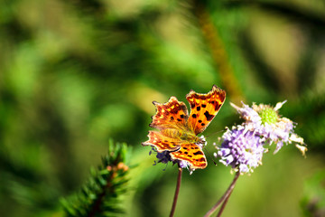 Orange butterfly on the flower