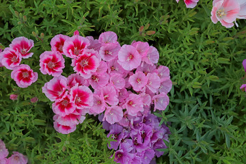 Azalea Flower ; godetia