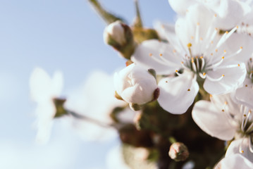 Beautiful cherry flowers. Sakura