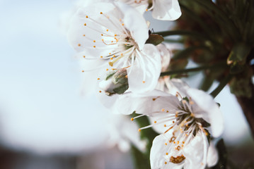 Beautiful cherry flowers. Sakura
