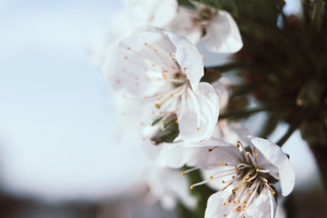 Beautiful cherry flowers. Sakura