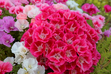 Azalea Flower ; godetia