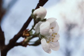 Beautiful cherry flowers. Sakura