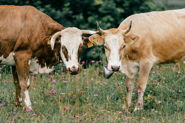 Two funny spotted cows kissing on pasture in highland  in summer day. Cattle with emotional muzzle flirting and take care of each other.  Closeup portrait of lovely cows with kind feelings faces.