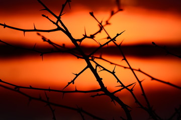 Fototapeta na wymiar Lake View Sunset Sunrise Orange Gold Red Water Nature Landscape Makro Ast Zweig Dornen Stacheln Silhouette