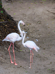 Portrait of a beautiful pair of young pink flamingos