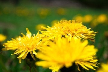 Dandelion blooms in spring.