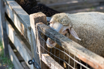 An ordinary sheep looks out from behind a fence on a farm.