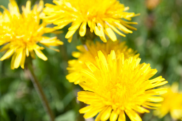 Dandelion blooms in spring.