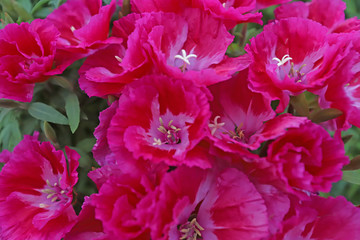 Azalea Flower ; godetia