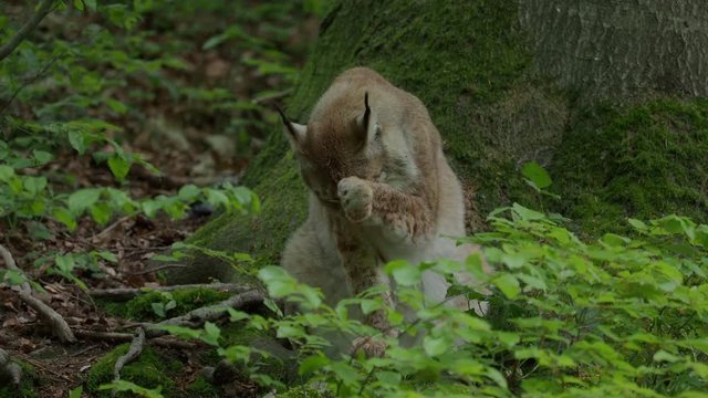 Luchs reinigt seine Pfoten nach blutiger Mahlzeit