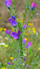 Viper´s Bugloss Background