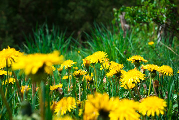 Obraz premium Dandelion blooms in spring.