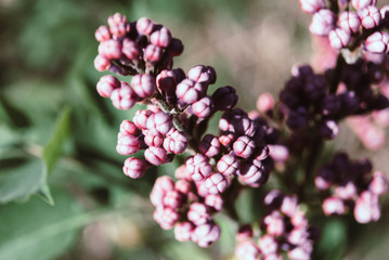 Lilac flowers blooming in may.