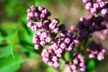Lilac flowers blooming in may.