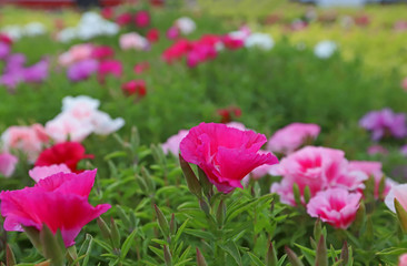 Azalea Flower ; godetia