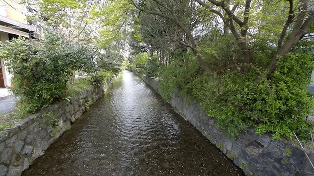 Kyoto, Japan residential neighborhood in late spring with cherry blossom flower petals floating on river canal water in April 
