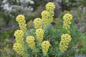Euphorbe en fleurs en Corse au printemps