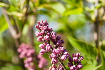 Lilac flowers blooming in may.
