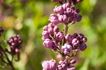 Lilac flowers blooming in may.