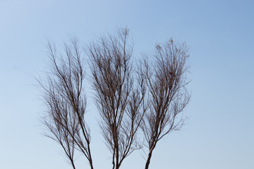  tree with blue sky