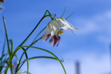 Flower and clouds in the background