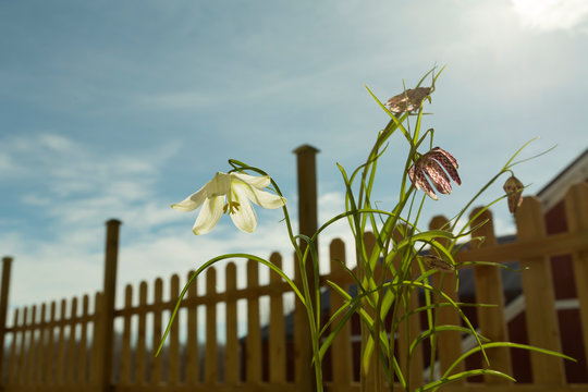 Outdoor flowers in the spring with a fence