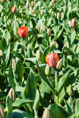 Group of red tulips in the park.