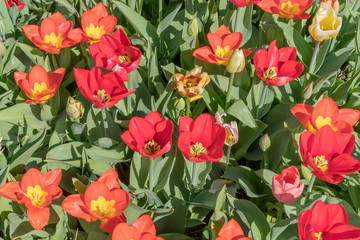 Group of red tulips in the park.